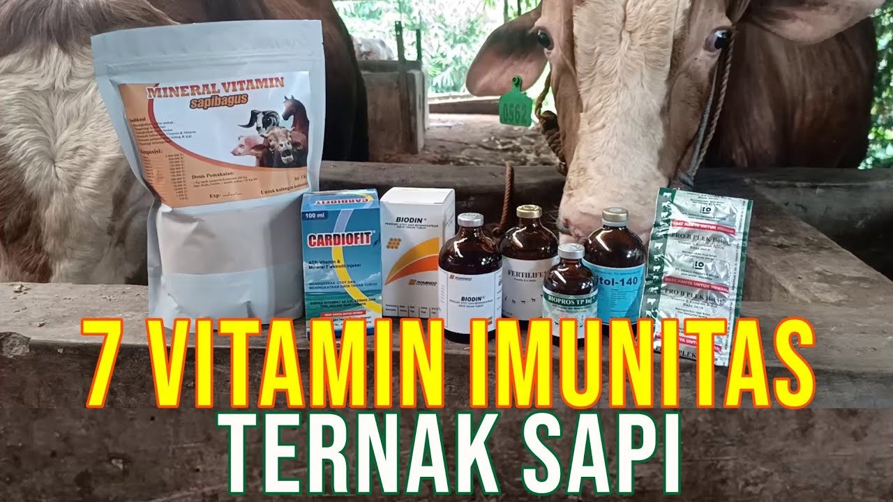 
                                 Vitamin-Imunitas-Ternak-Sapi-Cegah-PMK